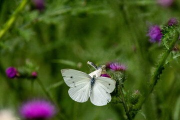 Kleiner Kohlweißling (Pieris rapae)
