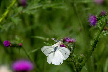 Kleiner Kohlweißling (Pieris rapae)
