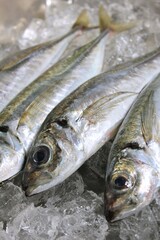 アジのマリネ　Marinated horse mackerel
