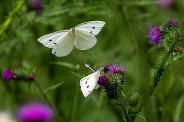 Kleiner Kohlweißling (Pieris rapae)
