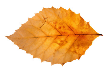 Single orange and yellow autumn leaf on transparent background. 