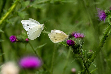 Kleiner Kohlweißling (Pieris rapae)
