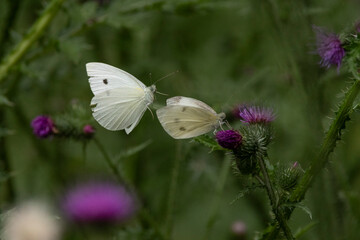 Kleiner Kohlweißling (Pieris rapae)
