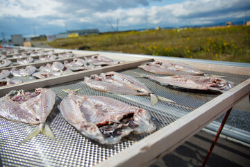アジの干物　一夜干し　天日干し　焼き魚