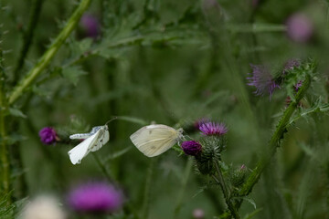 Kleiner Kohlweißling (Pieris rapae)
