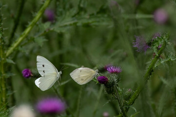 Kleiner Kohlweißling (Pieris rapae)
