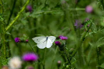 Kleiner Kohlweißling (Pieris rapae)
