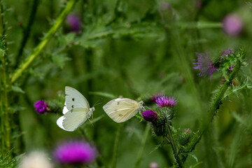 Kleiner Kohlweißling (Pieris rapae)
