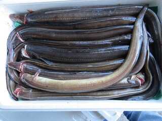 アナゴ　あなご　穴子　conger eel　sushi japanesefood　Conger myriaster 