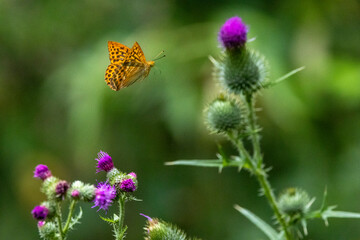 Kaisermantel oder Silberstrich (Argynnis paphia)