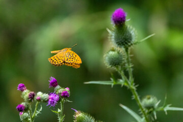 Kaisermantel oder Silberstrich (Argynnis paphia)