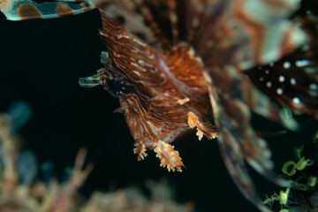Closeup of a upside down lionfish
