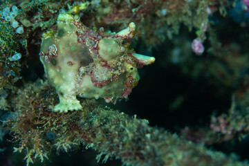 Frogfish sat on coral reef