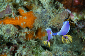2 nudibranch on coral reef