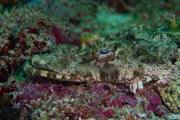 Crocodilefish perched on red coral reef