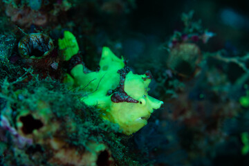Bright green frogfish sat on corals