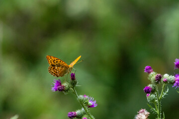 Kaisermantel oder Silberstrich (Argynnis paphia)