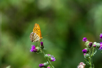 Kaisermantel oder Silberstrich (Argynnis paphia)