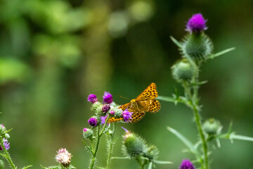 Kaisermantel oder Silberstrich (Argynnis paphia)