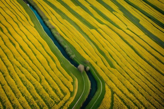 Aerial View of the yellow flower fields in the canton during spring