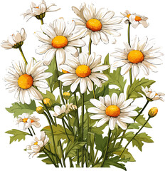 Fototapeta premium Daisies flowers watercolor on Transparent Background, illustration