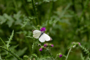 Großer Kohlweißling (Pieris brassicae)