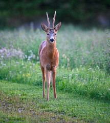 Roe deer in green field late in the evening