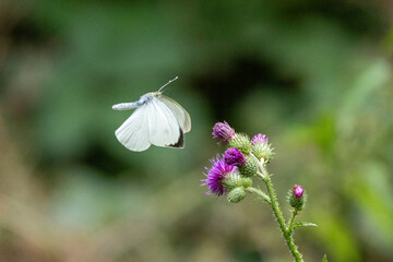 Großer Kohlweißling (Pieris brassicae)