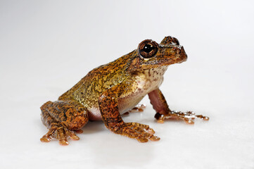 Hispaniolan giant tree frog // Haiti-Riesenlaubfrosch,(Osteopilus vastus)
