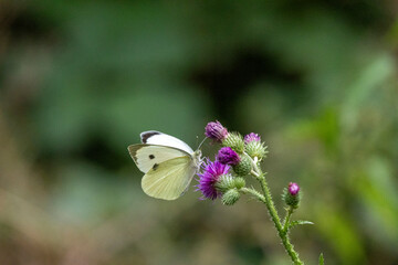 Großer Kohlweißling (Pieris brassicae)