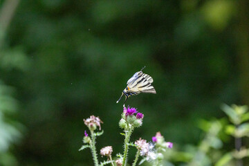 Segelfalter (Iphiclides podalirius)