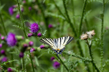 Segelfalter (Iphiclides podalirius)