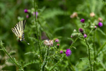 Segelfalter (Iphiclides podalirius)