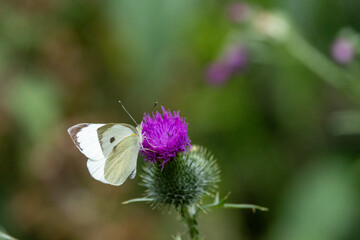 Großer Kohlweißling (Pieris brassicae)