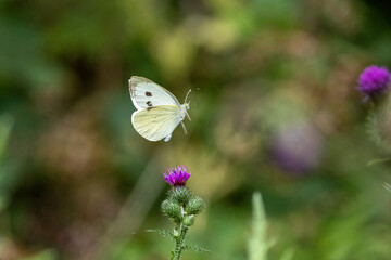 Großer Kohlweißling (Pieris brassicae)
