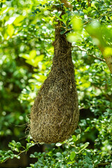 Weaver birds used materials for building nests include fine leaf fibers, grass, and twigs