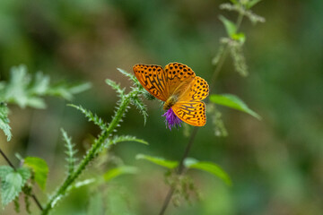 Kaisermantel oder Silberstrich (Argynnis paphia)