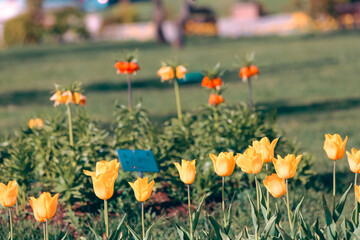 Fototapeta premium Beautiful yellow tulips planted by roadsides and under trees on university campus