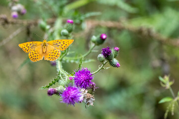 Kaisermantel oder Silberstrich (Argynnis paphia)