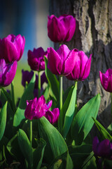 Beautiful purple tulips planted by roadsides and under trees on university campus