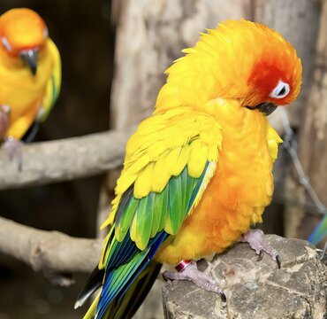 a photography of two colorful birds sitting on a tree branch, there are two colorful birds sitting on a tree branch.
