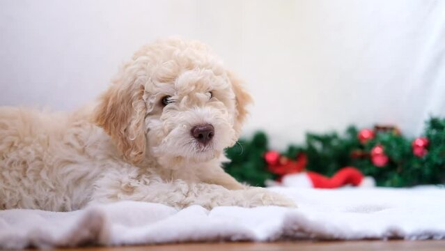 A cute and funny christmas lagotto romagnolo puppy dog with christmas decoration looking at camera. Christmas concept, postcard. Slow motion
