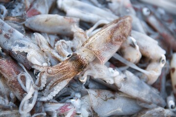 ヒイカ　squid　Loliolus (Nipponololigo) japonica