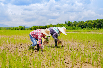 two female asian farmers planting young rice sprouts in the field on a sunny day,concept of seasonal rice planting on rainy season in Thailand