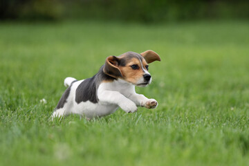 Cute beagle puppy running on grass