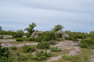 Fototapeta na wymiar island landscape with junipers
