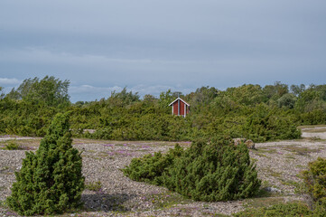 island landscape with junipers