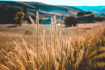 Tuinposter wheat field © Halilbrahim