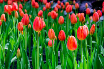 Tulip flower garden and many kinds of flowers