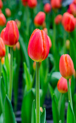 Tulip flower garden and many kinds of flowers